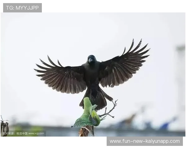 乌鸦赢球方式老练，经验就是差距，乌鸦玩法